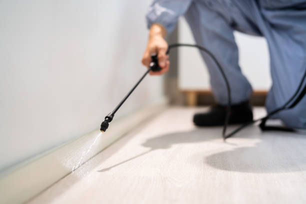 Licensed Wasp Removal service in Home Gardens, CA - Show Me Pest Control